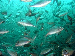 Feed additive with essential oils controls ectoparasite outbreaks in gilthead sea bream