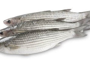 What is the best weaning diet for grey mullet?