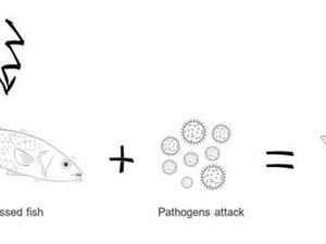 Aquasoja feed ranges support fish under stress