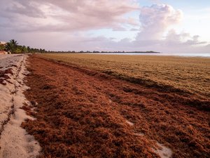 Seaweed extracts to tackle Vibrio infections in shrimp