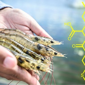 New findings on methionine chemical structure and its applications in aquafeeds
