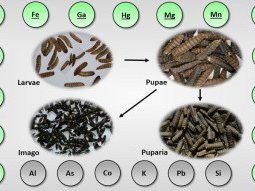 Study finds bioaccumulation of new essential elements in black soldier fly