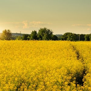 Botaneco closer to commercializing canola protein after successful salmon trials