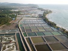 Indonesia to increase sustainable shrimp farming