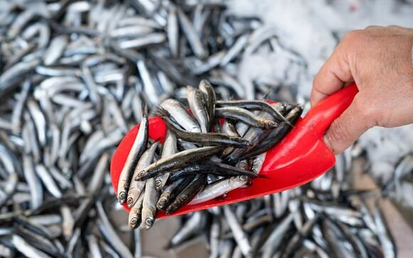2.79 million tons for the first Peruvian anchovy fishing season