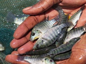 Global fisheries and aquaculture hard hit by COVID-19 pandemic, FAO reports