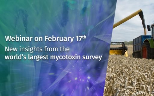 Mycotoxin risk remains high