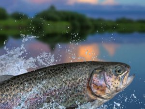 Unibio successfully tests its protein in trout