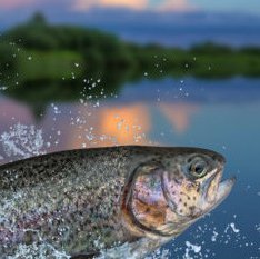 Unibio successfully tests its protein in trout