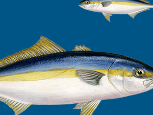 What is the optimum dietary n-3 PUFA level in yellowtail kingfish?