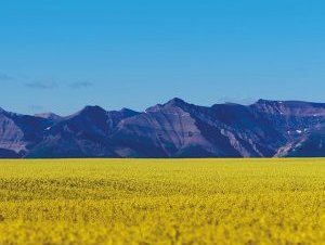 Nuseed omega-3 canola completes food and feed safety study