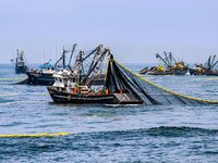 2.5 million tons for the first Peruvian anchovy fishing season