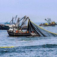 2.5 million tons for the first Peruvian anchovy fishing season