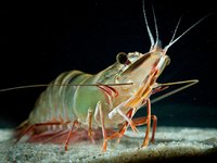 Ridley unveils world-first fish-free feed for sustainable shrimp production