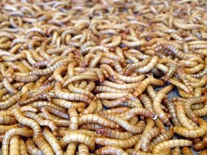 Beta Hatch sequences mealworm genome