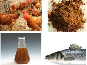 Are processed animal by-products a sustainable source of fish feeds?