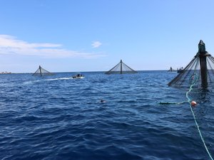 NOAA requests information for aquaculture opportunity areas