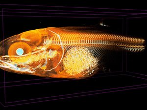 Non-destructive 3D imaging expands aquafeed research tools