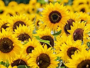 How protein content of sunflower meal impacts the extrusion process