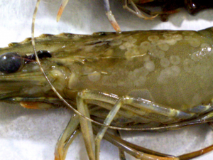 Australia confirms shrimp white spot