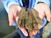 Evonik, Vland develop probiotic additive to improve water quality in shrimp ponds