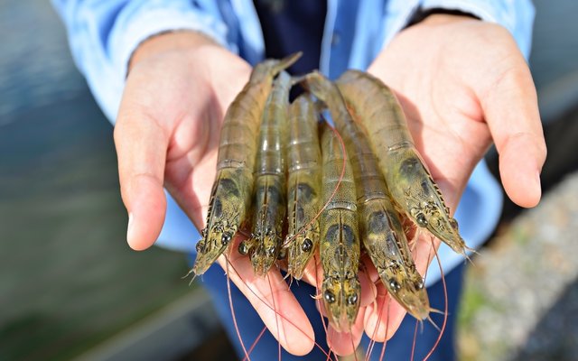 Evonik, Vland develop probiotic additive to improve water quality in shrimp ponds