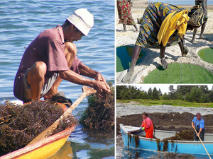 Global seaweeds and microalgae production