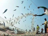 Peru suspends second anchovy fishing season