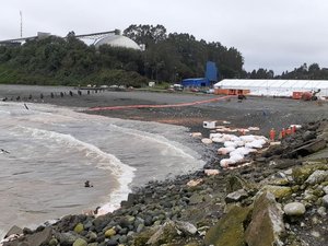 288-ton feed spill due to dock collapse in Chile