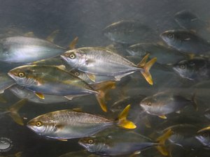 Algae oil can replace fish oil in California yellowtail