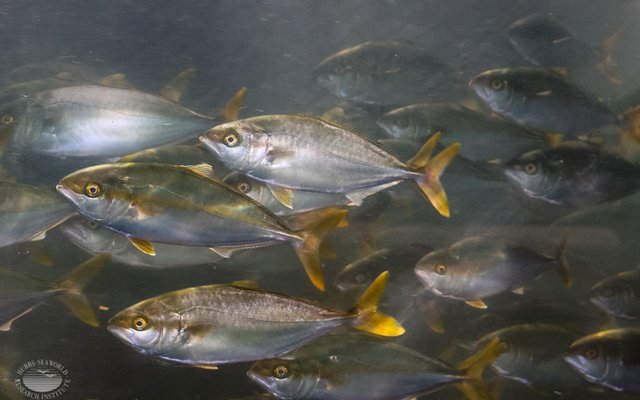 Algae oil can replace fish oil in California yellowtail
