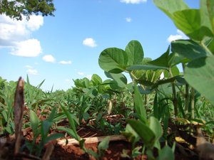 Three more soy schemes pass benchmarking process against FEFAC Soy Sourcing Guidelines