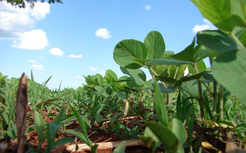 Three more soy schemes pass benchmarking process against FEFAC Soy Sourcing Guidelines