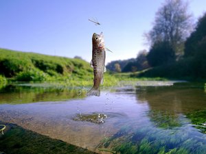 Insect-based aquafeeds dont change the taste of salmon and trout