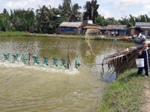 Nutritious pond feed yields more protein with lower quality feed