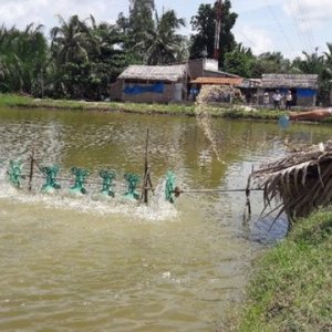 Nutritious pond feed yields more protein with lower quality feed
