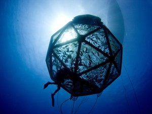 Federate court ruling sets back U.S. offshore aquaculture operations