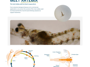 INVE Aquaculture unveils new Artemia knowledge hub