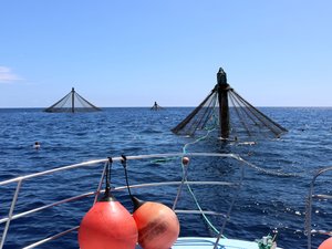 NOAA selects first two aquaculture opportunity areas in the U.S.