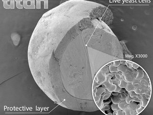 Lallemands probiotic protection technology offers optimal resistance against pelleting processes