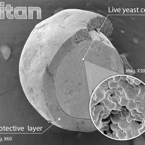 Lallemands probiotic protection technology offers optimal resistance against pelleting processes