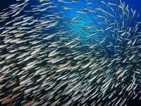 Peru targets MSC certification for anchovy fisheries