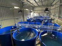 Salmon feed trial facility completed at Tasmanian hatchery