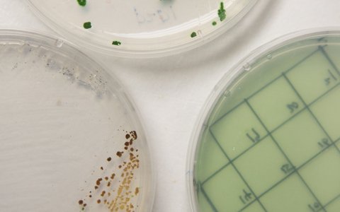 Innovative research to produce algae that traps greenhouse gas emissions