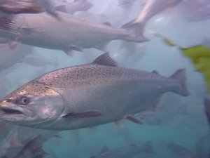 Ridley to develop nutritional solutions to future proof Aussie salmon industry