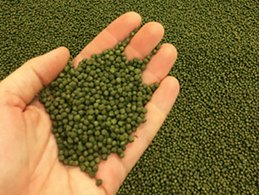 Researchers testing alfalfa as aquafeed ingredient
