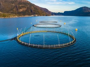 EU report predicts 17% decrease in aquaculture sales due to pandemic