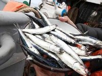 Peru authorizes first anchovy fishing season in southern waters