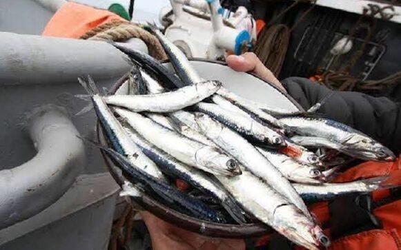 Peru authorizes first anchovy fishing season in southern waters
