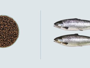 Aller Aqua's new feed for Atlantic salmon in RAS